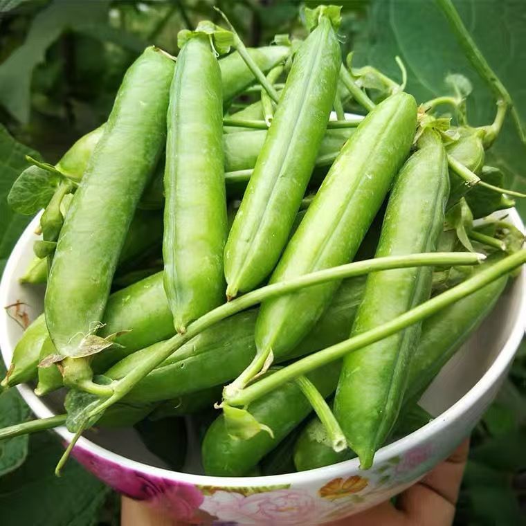 Fresh Peas from Yunnan Plateau, Large Shelled Peas, Sugar Snap Peas, Direct from the Base