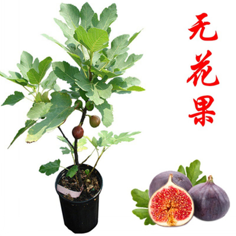 Fig Tree Fruit Seedlings Boji Red Four-Season New Variety Fruit Seedlings Fig Seedlings Potted Plants Bear Fruit in the Same Year