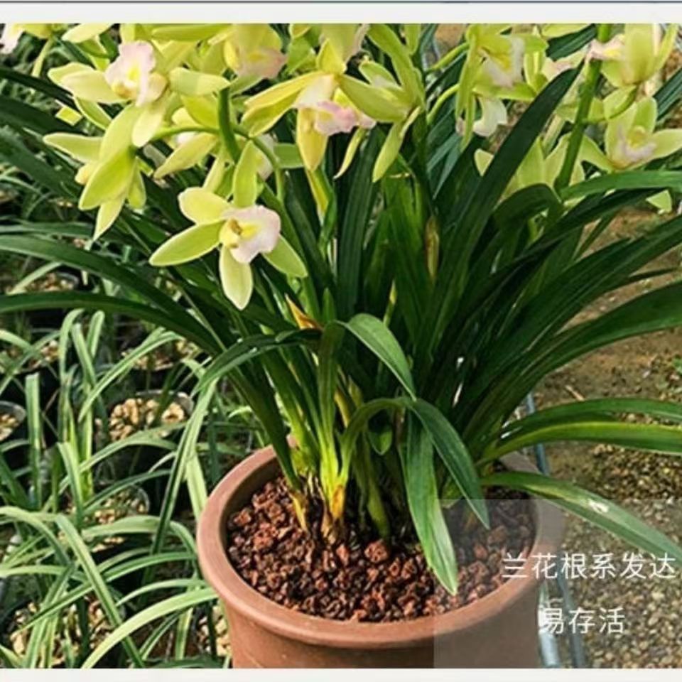 Orchid Boutique Fragrant Orchid Fragrance Type Precious Orchid Seedling Jianlan Blooms in All Seasons Indoor Flower Potted Plant Evergreen All Year Round