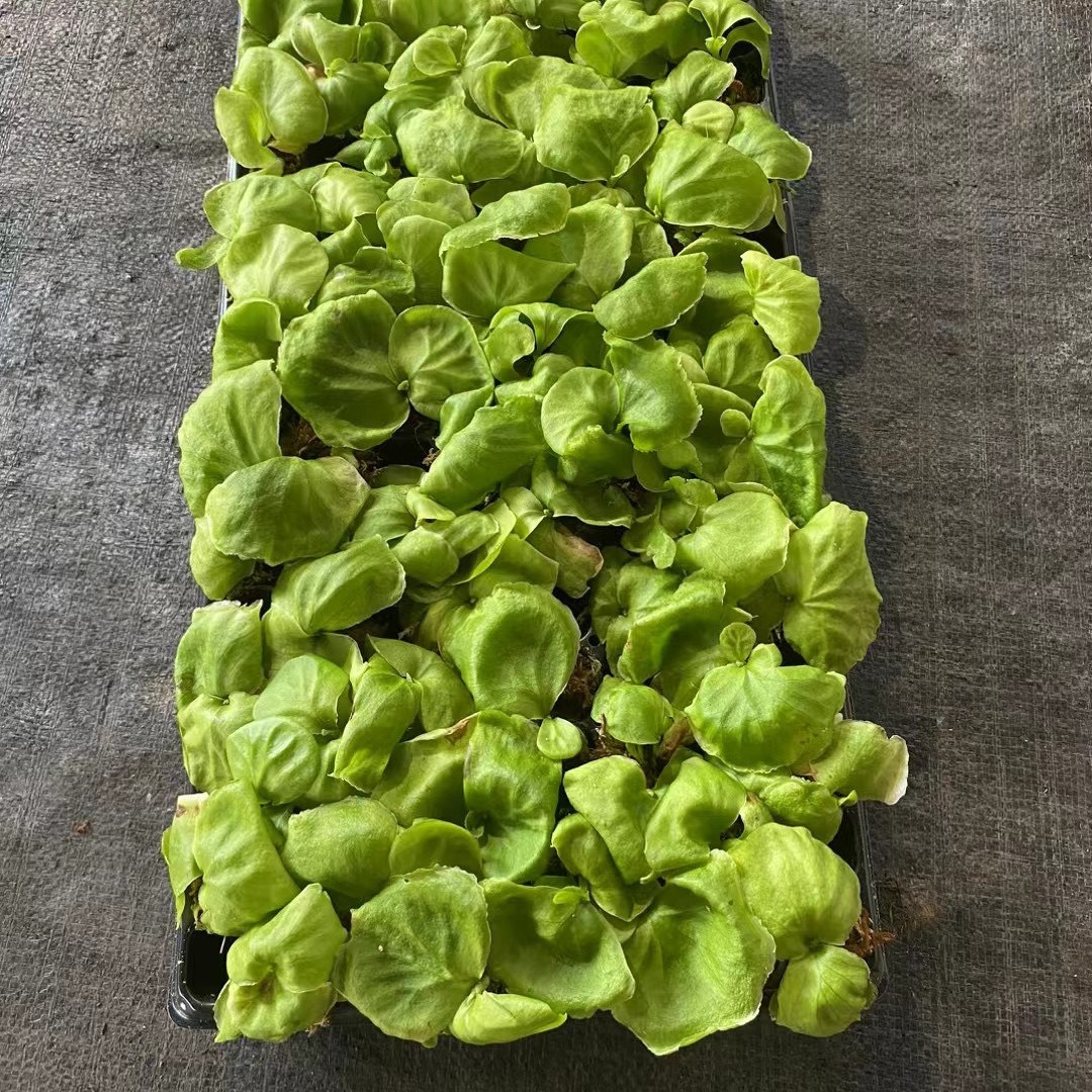 Source Manufacturers Supply Asian Monkey Brain Staghorn Fern, Strange Landscaping Green Plants, Landscape Fern Potted Seedlings