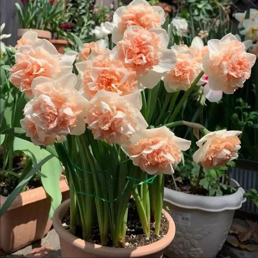 Hyacinth Bulbs Hydroponic Potted Flowers Green Plants Narcissus Soil Cultivation Annual Flowering Narcissus Double-Flowered Narcissus