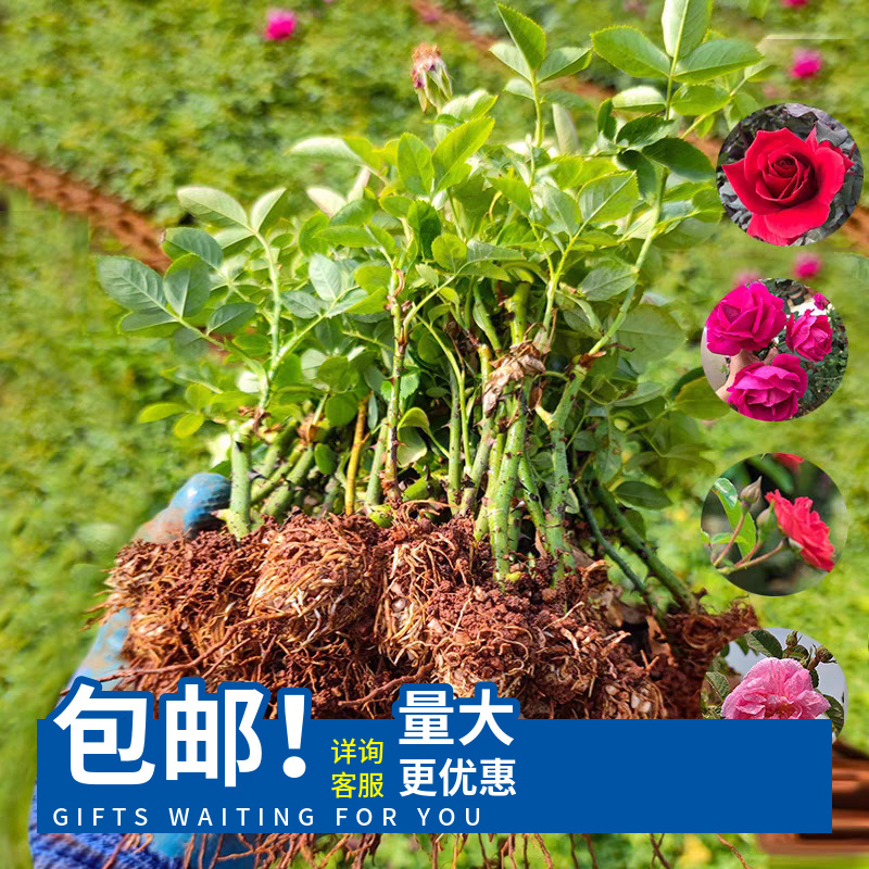 Съедобные саженцы розы с двойными лепестками, цветы для балкона и двора, горшечные растения, цветущие круглый год, саженцы Дамаска, Юньнань