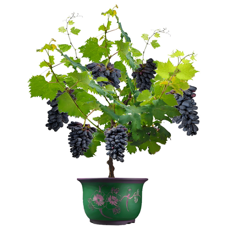 Direct Shipment from the Source Base Cid Specializes in Sapphire Sunshine Rose Kyoho Grape Saplings Potted and Ground Planting