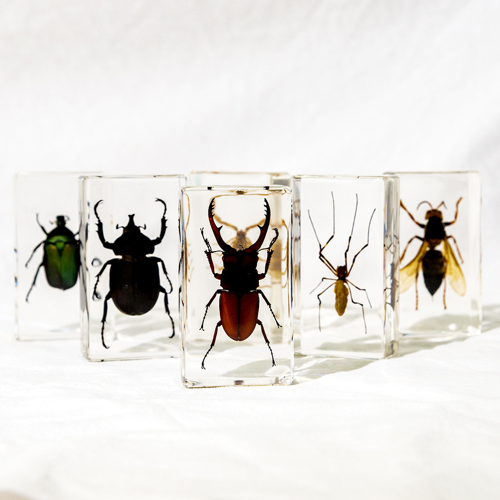 50+ Cross-Border Transparent Resin Insect Specimen Unicorn Spider Scorpion Golden Turtle Bee Creative Book Town Ornaments