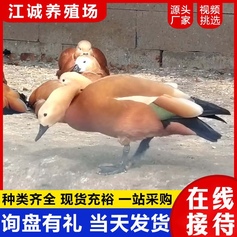 Year-Round Supply of Artificially Bred Red-Eared Ducks, Scenic Spot Ornamental Ducks, Large Yellow Ducks, Adult Red-Eared Ducks Price