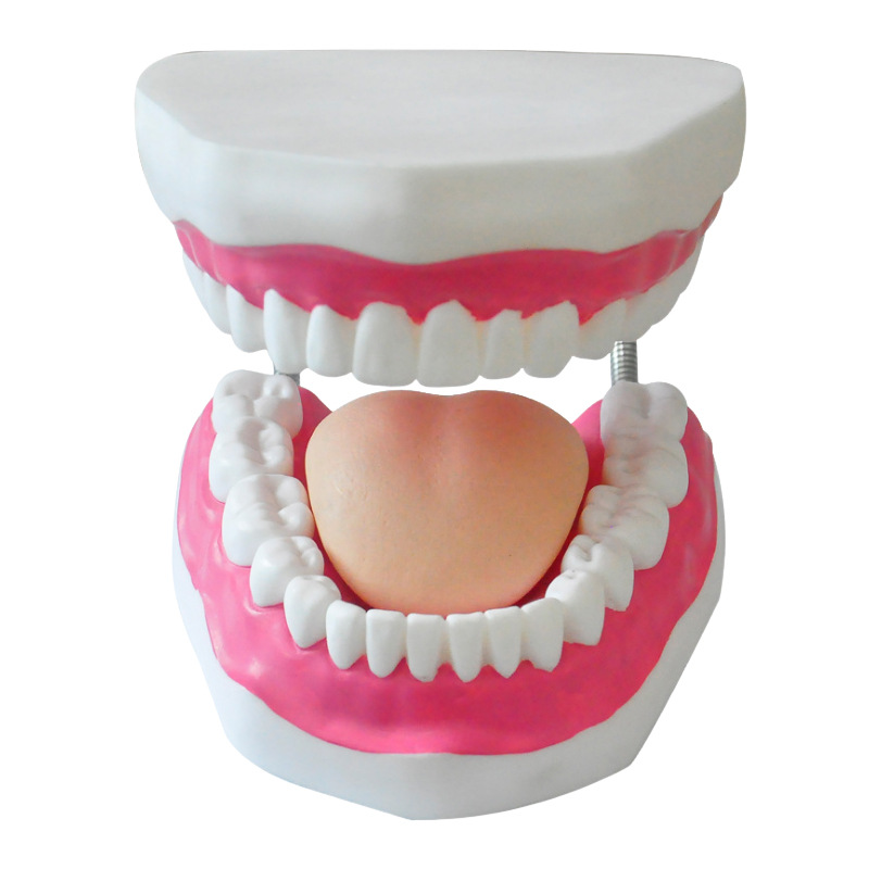 Dental Care Health Model Large Tooth Cleaning Teaching Mold 6 Times Magnification Oral Care Tooth Model