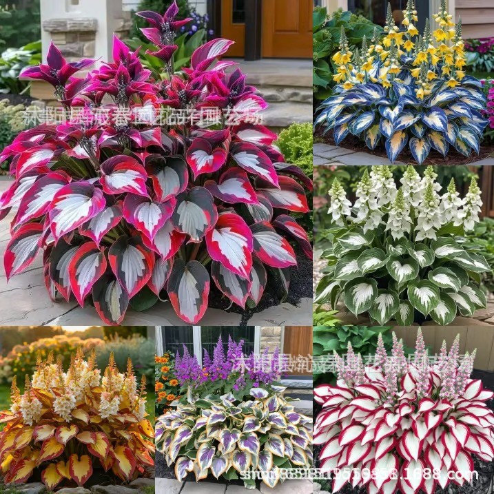 Hosta Flower Seeds Perennial Perennial Herb Florals Easy to Live in All Seasons White Calyx White Crane Flower Garden Potted Seeds