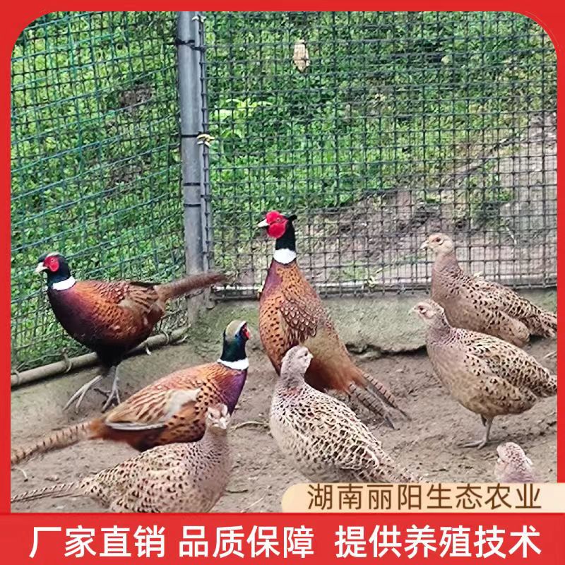 Colorful Pheasant Chicks, Live Chicks, Direct Sales from the Manufacturer, One-Day-Old Live Chicks, Support Breeding Technical Guidance