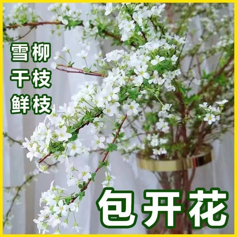 Fresh Cut Flowers with Buds from Xueliu, Water-Cultured Fresh Flowers, Direct from Yunnan Flower Base, Easy-To-Care-For Indoor Green Plants