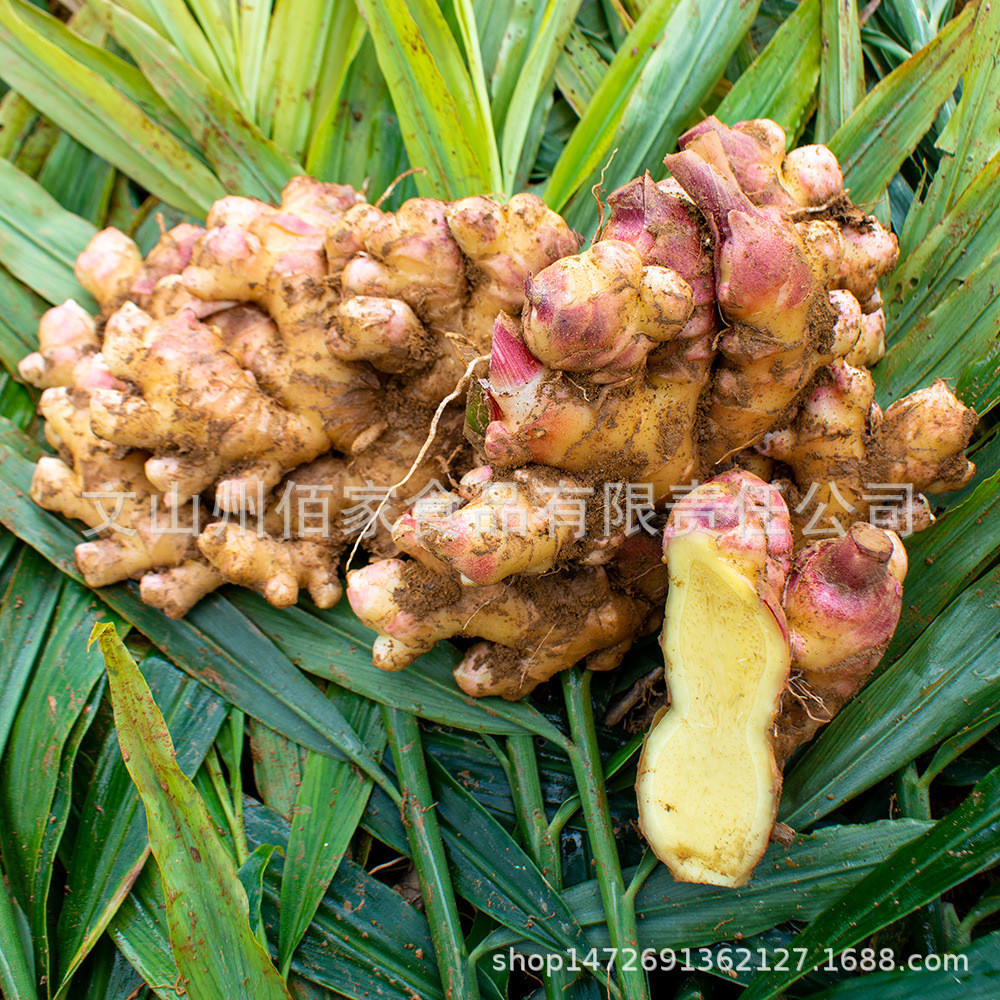 Organic Fresh Ginger with Mud 500G/Box Yunnan Organic Fresh Turmeric Supports Drop Shipping and Direct Sales from the Origin