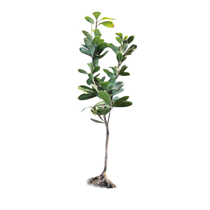 Pittosporum Saplings for Courtyard Greening, Pittosporum Balls, Aromatic Hedge Engineering Seedlings, Cold-Resistant Fence, Evergreen Seedlings in All Seasons