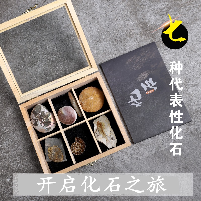 Ancient fossil trilobite Wolf fin fish plant insect fossil amber original stone rare stone decoration stone gift