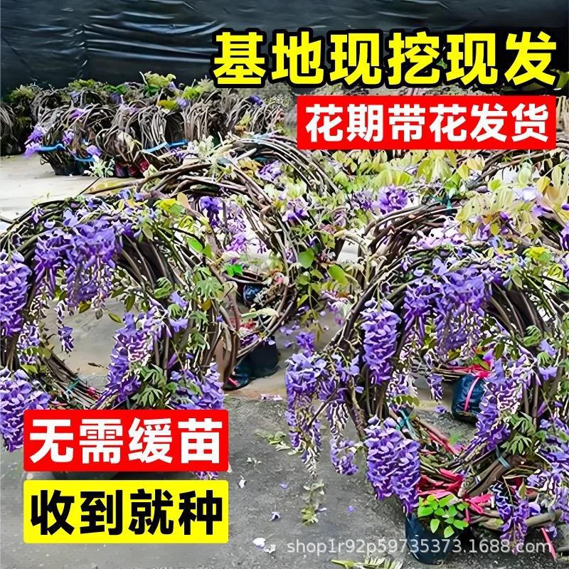 Wisteria Saplings, Climbing Vines, Courtyard Plants, Balcony Walls, Long Spikes, Multi-Flower Vines, Wisteria, Cold-Resistant Four-Season Florals