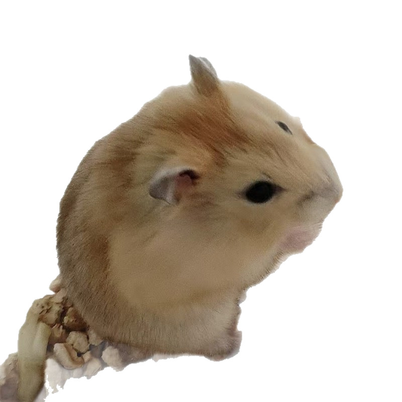 Wholesale Hamsters, Live Pets Suitable for Children to Raise, Three-Line Purple Hamster Pudding Silver Fox