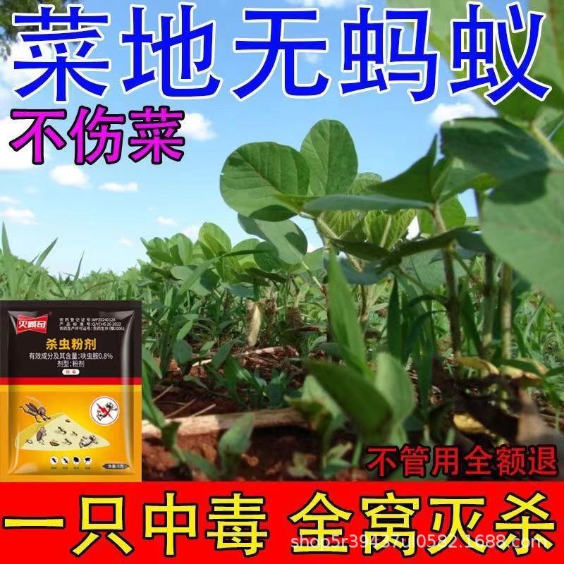 Wichi cockroach medicine ant powder household kitchen restaurant indoor non-toxic factory direct wholesale