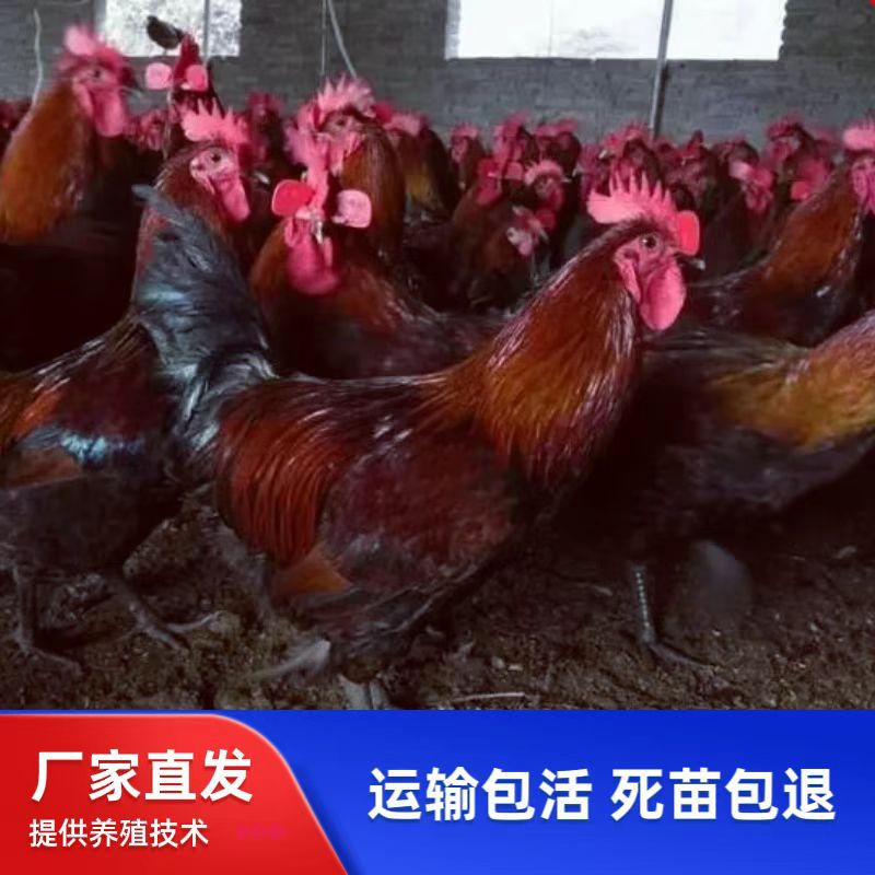 На продажу: цыплята местной породы с кровяными перьями, красные цыплята, цыплята с конопляным оперением, инкубированные цыплята