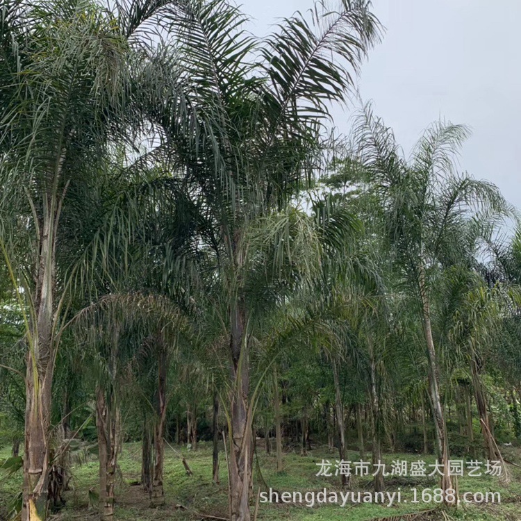 Fujian Wholesale Queen Kwai Yunnan Jinshan Kwai Price Hubei Queen Kwai Quote Jinshan Kwai Base Direct Supply