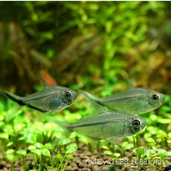 Tropical ornamental fish wholesale black tail big hook fish swimming fish pull flag fish grass tank fish