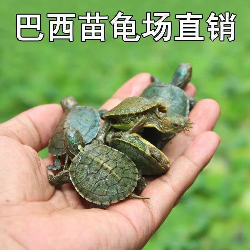 Бразильская черепаха, питомец, живая черепаха, красноухая черепаха, рассада, декоративные маленькие черепахи, легкие в кормлении, оптовая продажа