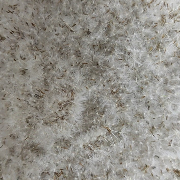 Оптовая продажа семян сушеных цветов одуванчика, пух одуванчика, наполнитель в лесном стиле для ожерелья, аксессуары для DIY из смолы