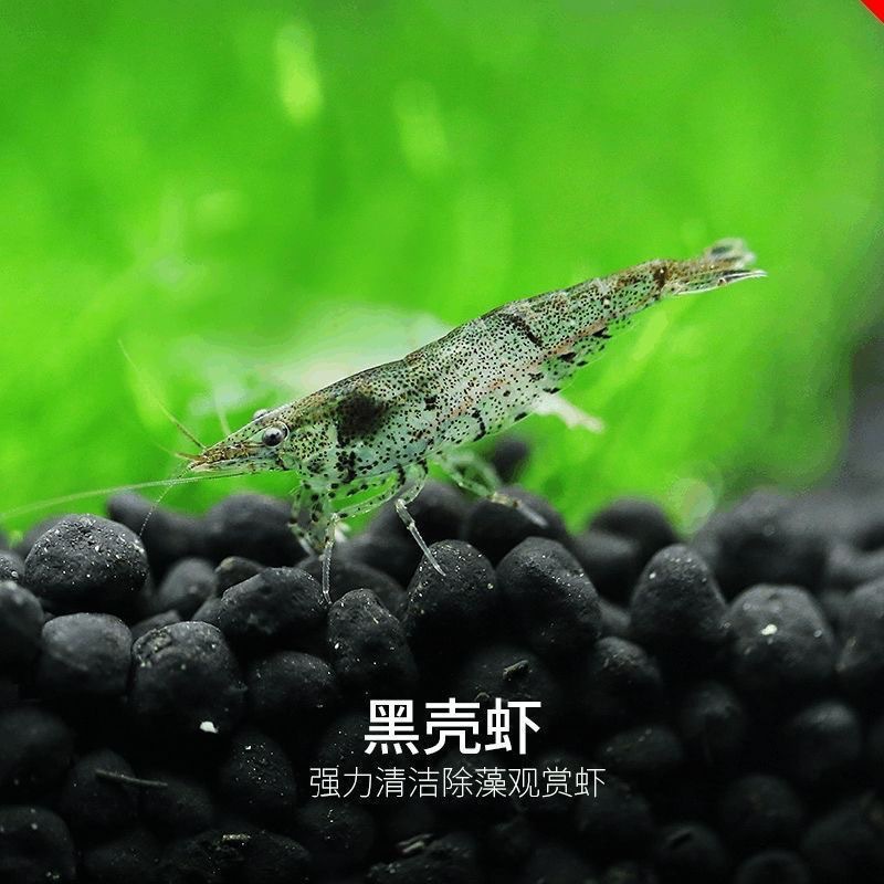 Black Shell Shrimp, Fresh Ornamental Shrimp, Algae Removal Fish Tank, Small Shrimp, Freshwater Resistant Cold Water, Clean Fire Cherry Blossom Shrimp