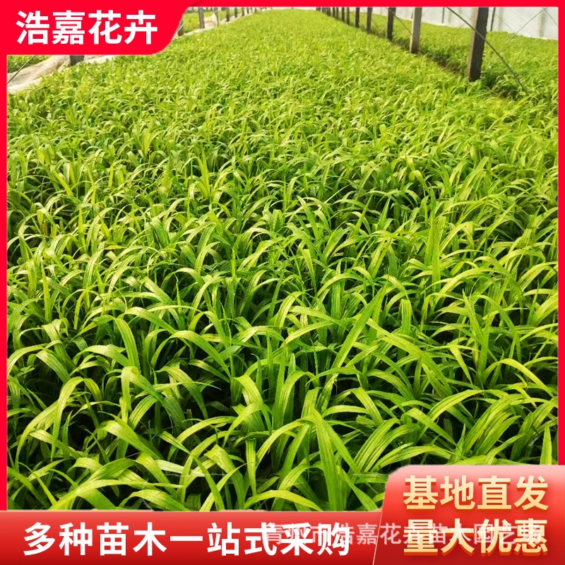 Lucky Grass Flower Seedlings Potted Park Community Greening Seedlings Evergreen Seedlings for All Seasons Easy to Grow and Maintain Lucky Grass