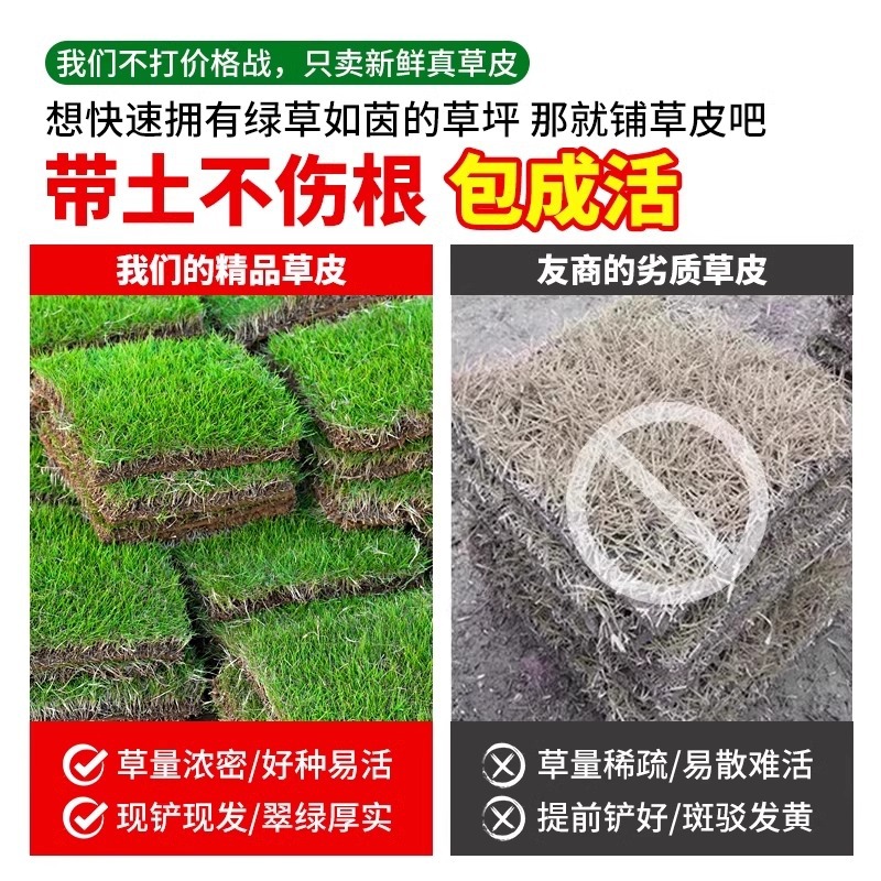 Manila Turf Real Grass House Courtyard Greening All Year Round Green Green Grass Taiwan Grass Real Lawn with Mud Grass Roll