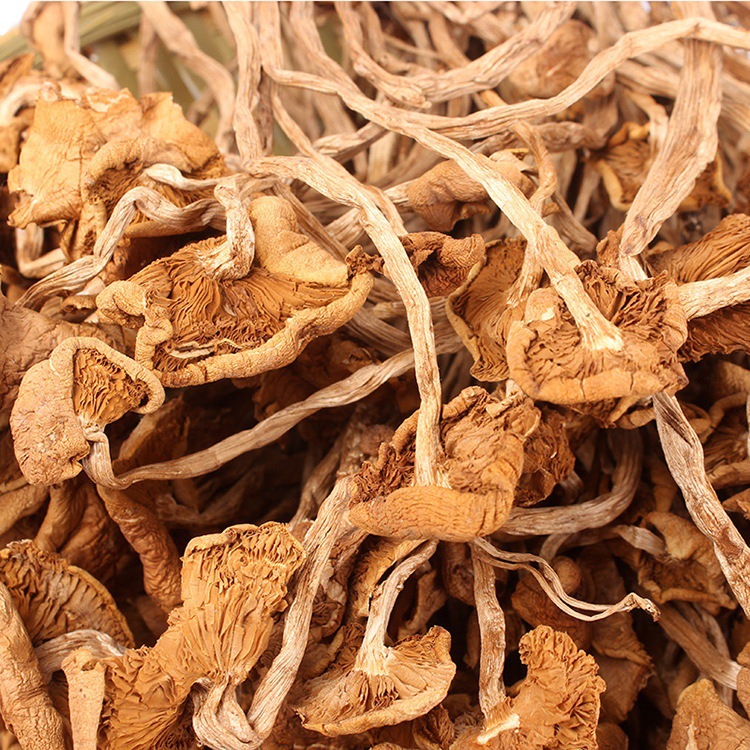 Gutian new goods Open umbrella tea mushroom edible fungus wholesale north and south dry goods mushroom bulk one generation wholesale