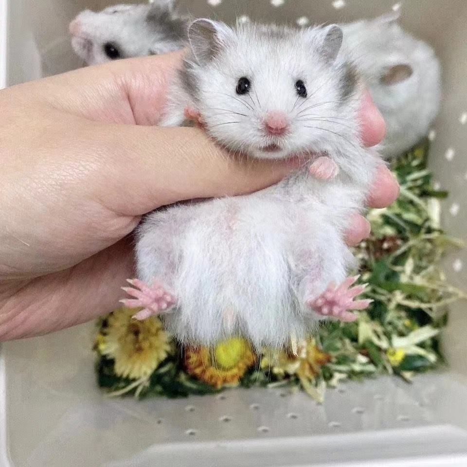 Dropshipping Polar Curly Long-Haired Golden Silk Rice Bear White Bear Sterling Silver Miscellaneous Silver Cinnamon Long Rare Bear Live Wholesale