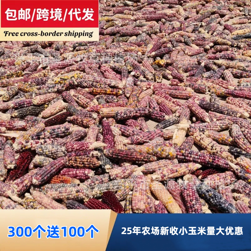 300 Get 100 Free 25-Year Molar Corn Hamster Molar Stick Corn Golden Bear Rabbit Rabbit Chinchilla Molar Snacks