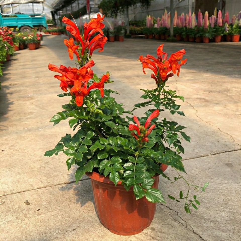 Горшки для цветов на балконе с жесткокорабельной утренней славой, южноафриканский однолетний цветок, цветок-фейерверк, утренняя слава на четыре сезона