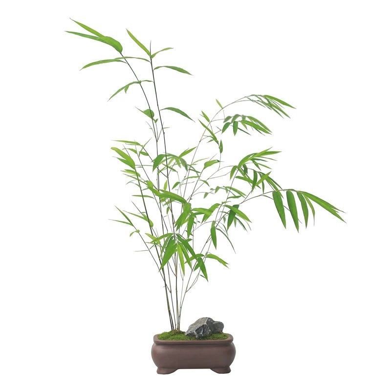Indoor Bamboo Potted Plant for Plants, Indoor Guanyin Bamboo Bonsai, Study Room, Phoenix Tail Bamboo, Desktop Green Plant, Tea Table, Easy to Maintain