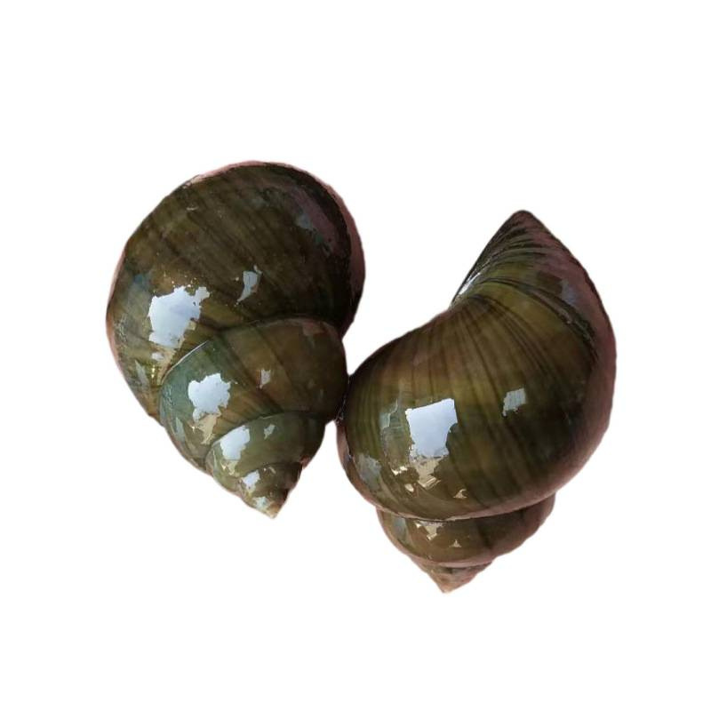 Fresh Live Snails from Rice Fields, Fishing Snails, Edible Fresh Snails, Ornamental Snails