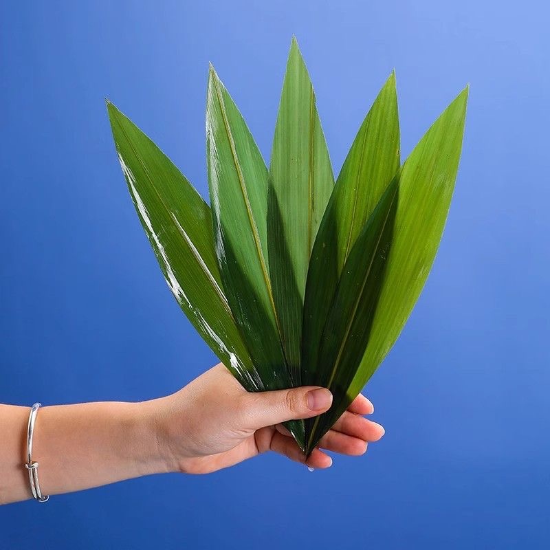 Special Plate Small Zongye Japanese Sushi Cuisine Barbecue Hot Pot Sashimi Milk Tea Decoration Three Leaves Indocamalamus Leaves