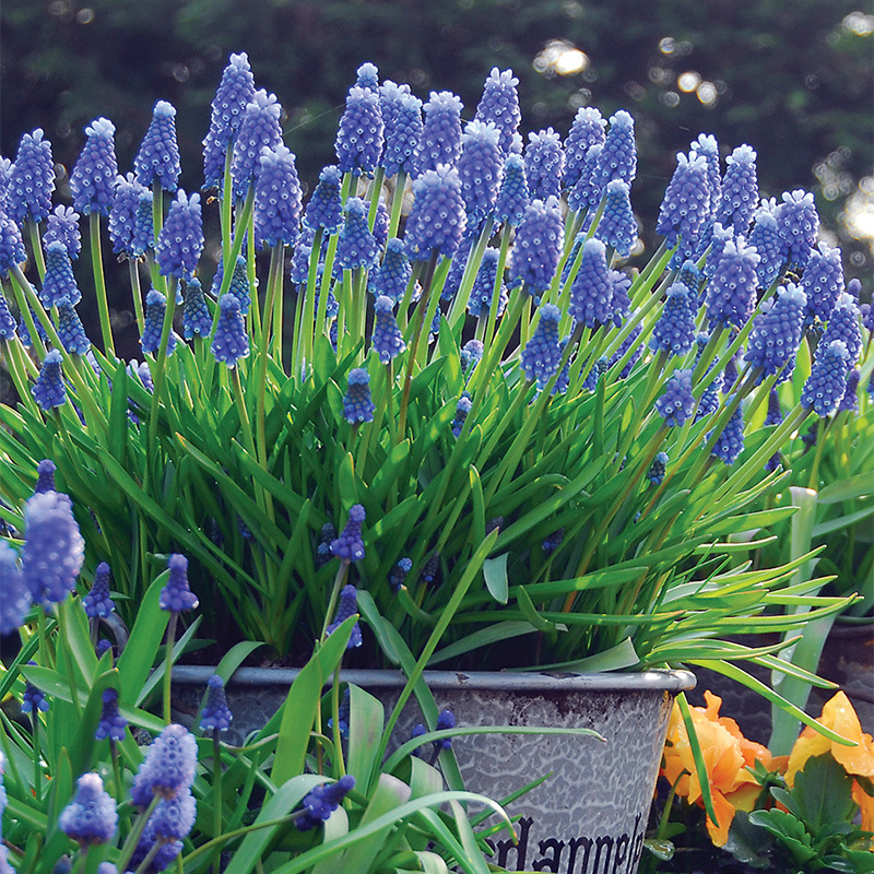 Grape Hyacinth Bulbs Bloom All Year Round, Hydroponic Plants, Perennial Roots, Indoor and Outdoor Potted Narcissus Lilies