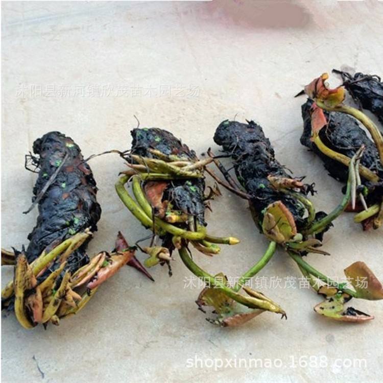 Water Lily Root Block Pond Hydroponic Large Water Lily Hydroponic Plant Four-Season Flowering Lotus Root Multi-Color Water Lily Root Flower Seedlings