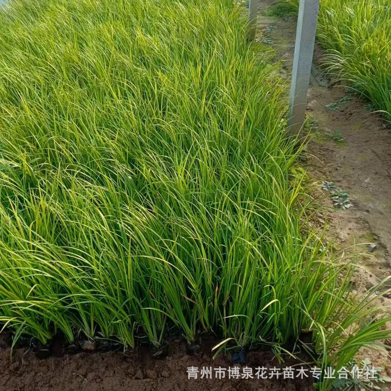 Golden Leaf Calamus Ground Cover Flower Mirror Plant Potted Plant Green Plant Wetland Water Culture Perennial Easy to Grow Golden Silk Cold-Resistant