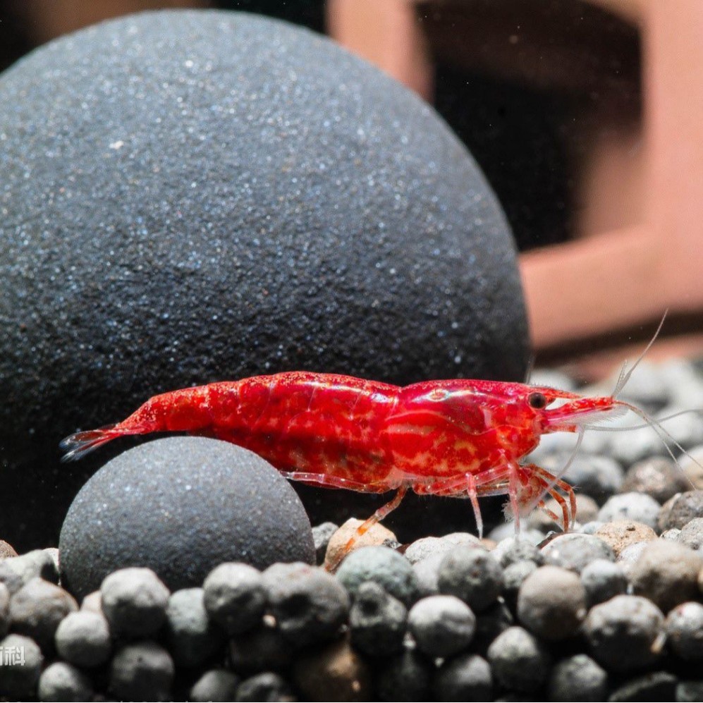Вишневые креветки Розовые креветки Огненные креветки Декоративные креветки Креветки для удаления водорослей Креветки для домашних животных