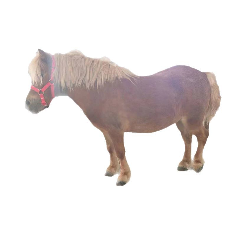 Scenic Spot Ornamental Pet Pony, Small, Docile and Cute, Scenic Spot Riding Horse, Live Pony Farm