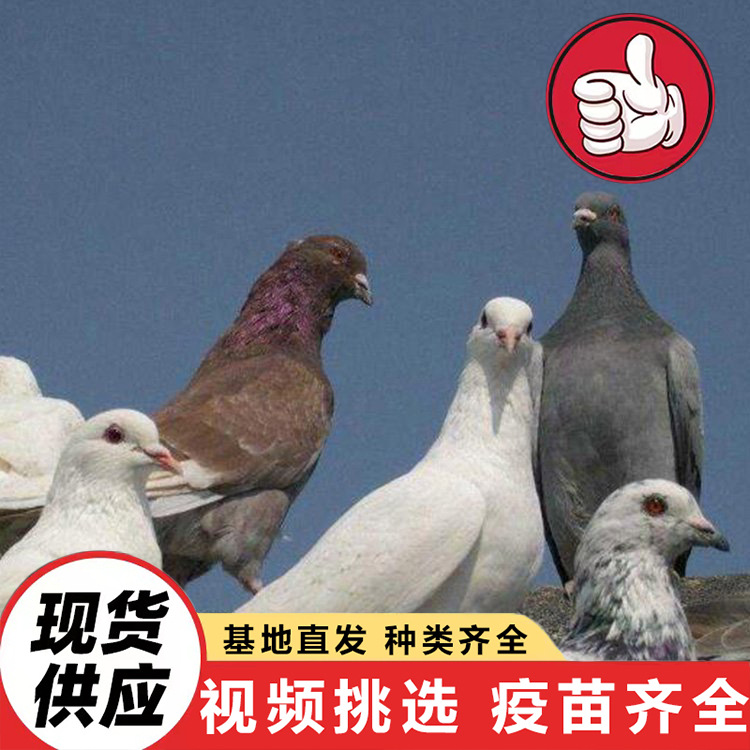 Чистокровные юаньбао голуби, живые декоративные голуби, мясные голуби, белохвостые королевские голуби, интерактивные голуби для кормления в живописных зонах