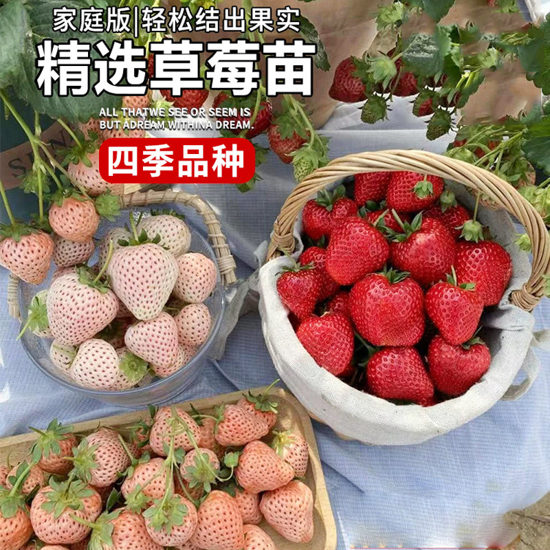 Cream Strawberry Seedlings Potted with Soil and Potted Red Seeds Edible Four-Season Balcony Planting New Seedlings Results