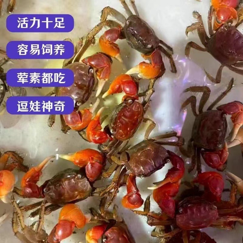 Hand-held crab, chili crab, hand-held crab, retail stall, ornamental crab, small crab, living pet, crawling crab