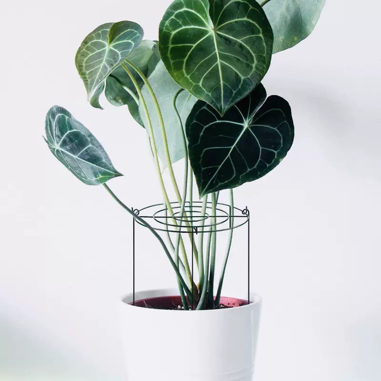 Cross-Border Plant Climbing Frame Hydrangea Rose Flower Stand Creative Climbing Frame Gardening Stand Fixed Rod Source Factory