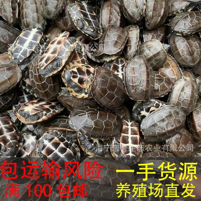 Colorful Little Turtles, Colorful Golden Brazilian Turtles, Grass Turtles, Street Stalls, Live Animals, Wholesale Small Turtles, Pet Turtles, Ornamental Turtles