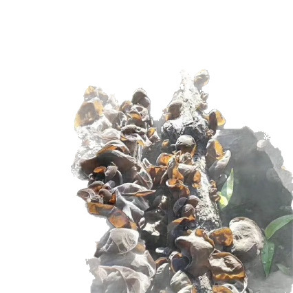 Northeastern Wood-Growing Fungus, Linden Wood Fungus, Naturally Grown in the Mountains, the Taste of Childhood