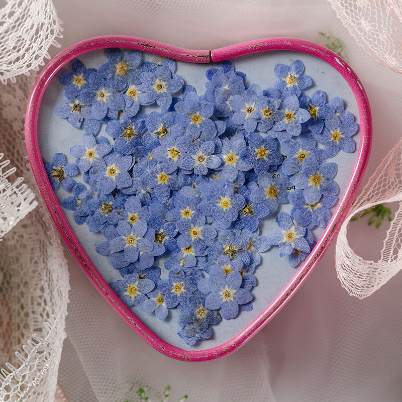 Незабудка Сухоцвет Вытесненный Настоящий Цветок Растительный Экземпляр Клей для Закладки Фото Рамка DIY Материал Декор Лица Перегородки