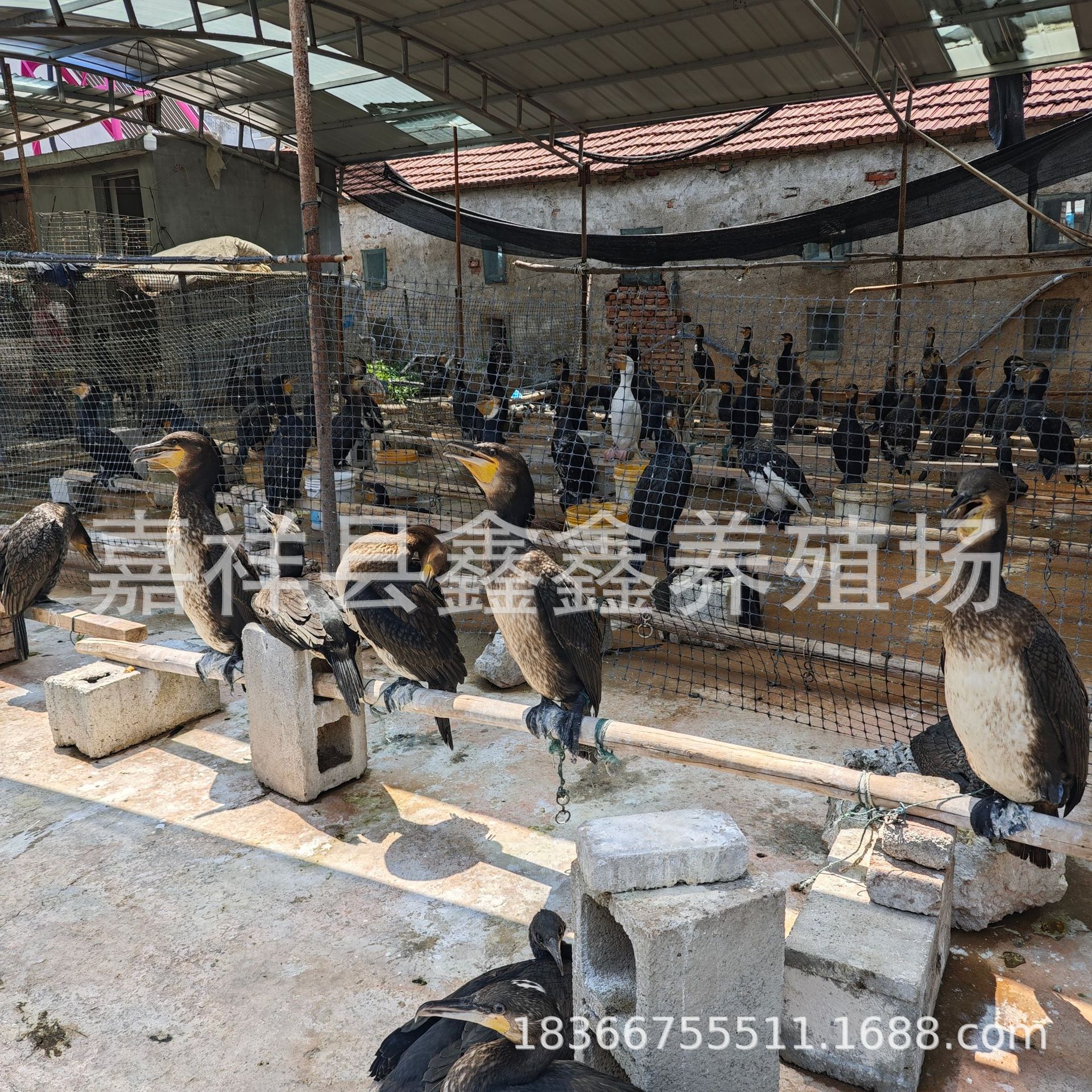 Cormorants Catch Fish Alive. Large Quantities of Fish-Catching Cormorants Are Sold. Wetland Park Performance Fish-Catching Cormorant Seedlings Are Priced at a Real Price