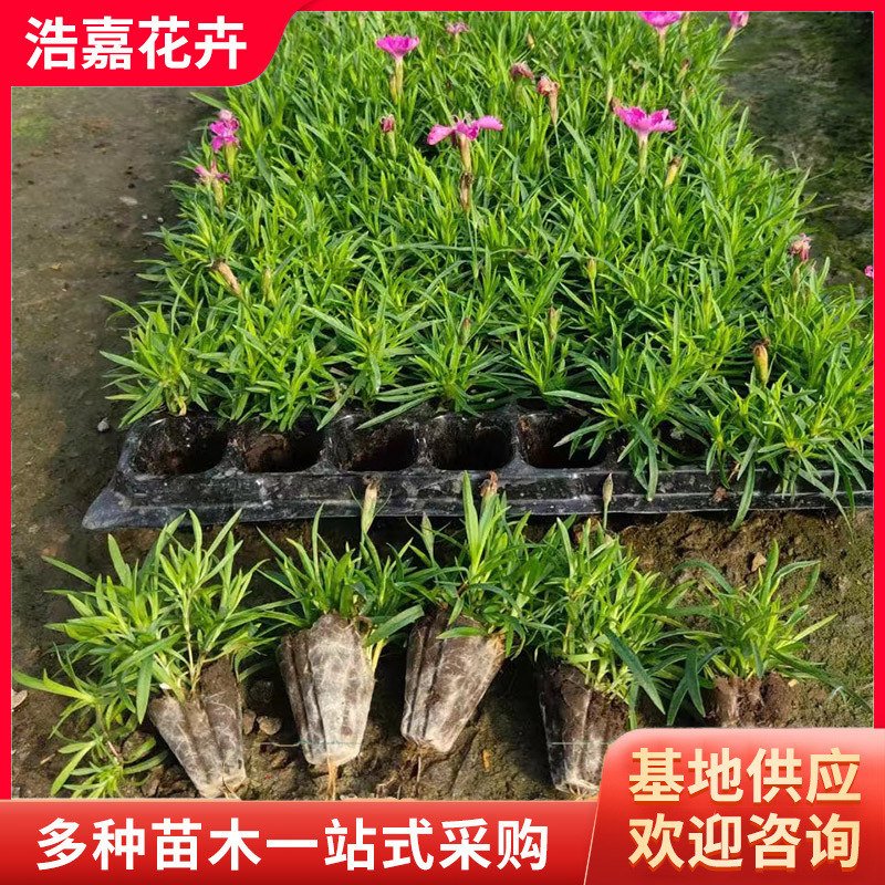 Саженцы гвоздики с отверстиями, двухцветный горшок, для озеленения общественных парков, многолетние саженцы гвоздики