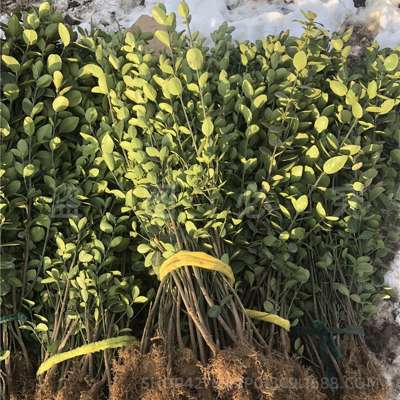 Hokkaido Boxwood Seedlings, Wall Fence Plants, Evergreen and Cold-Resistant Garden Engineering Saplings, Large-Leaf Holly Saplings