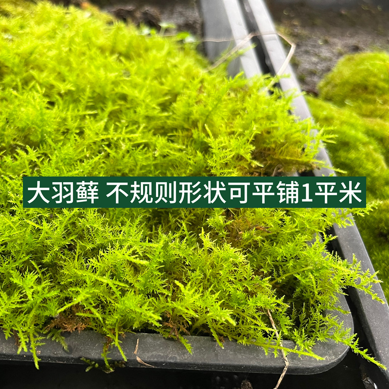 Large Gray Moss Small Gray Moss Big Feather Moss Wholesale Micro Landscape Water and Land Tank Rainforest Tank Plant Green Plant Live Moss